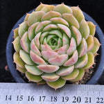 Echeveria Onlow, (Random)