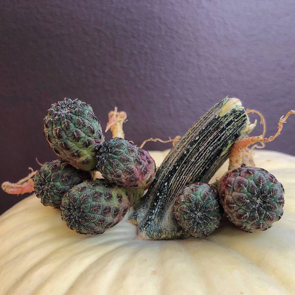 SALE! Sulcorebutia Rauschii, (Single, Random)