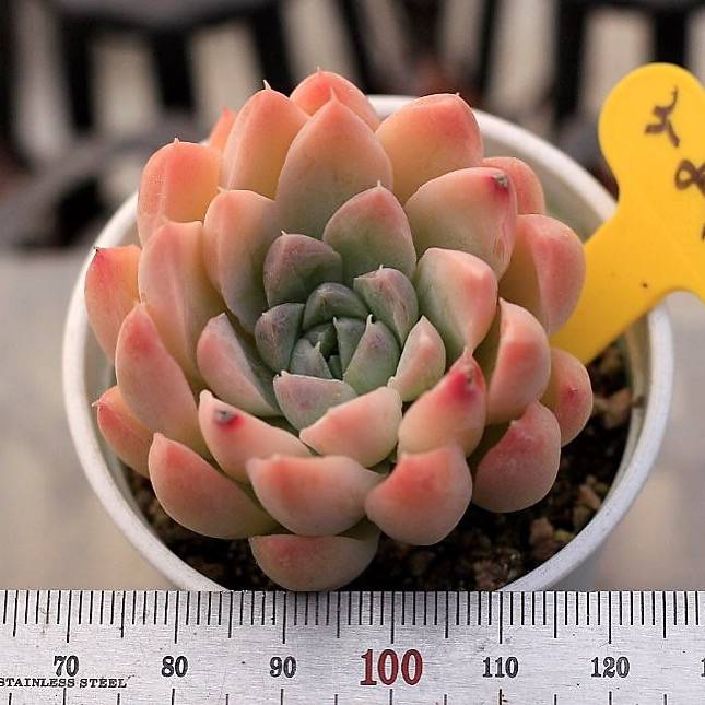 Echeveria Bingus