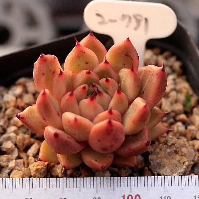 Echeveria Golden Bear Hybrid