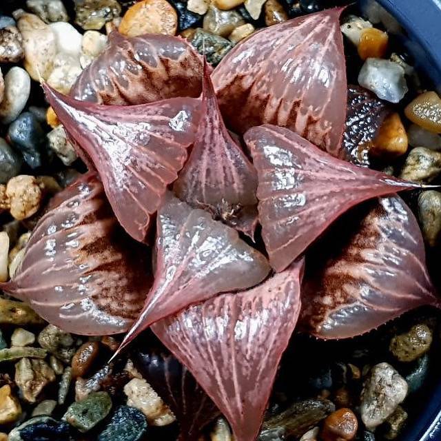 Haworthia Badia Pinky, (Video)