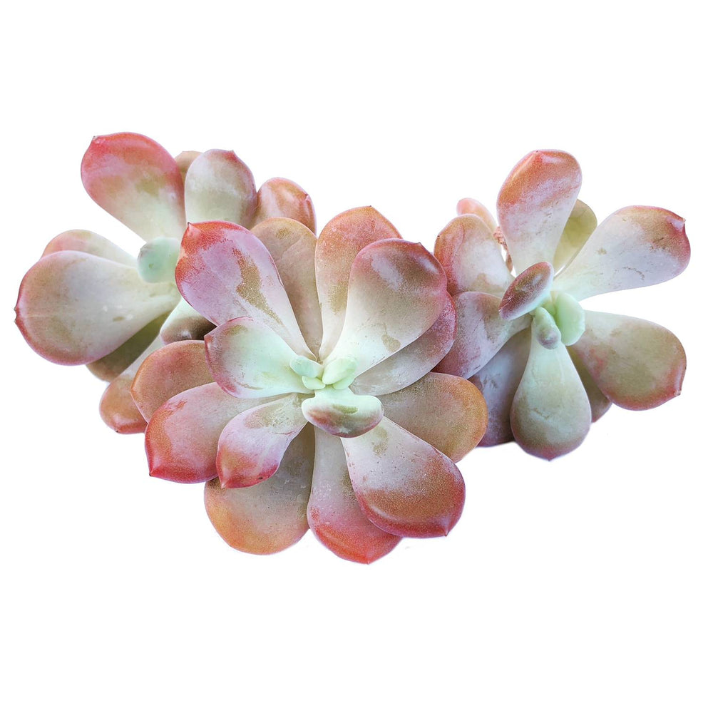 The Good, The Bad and The UGLY! Echeveria Cinderella, (Random)