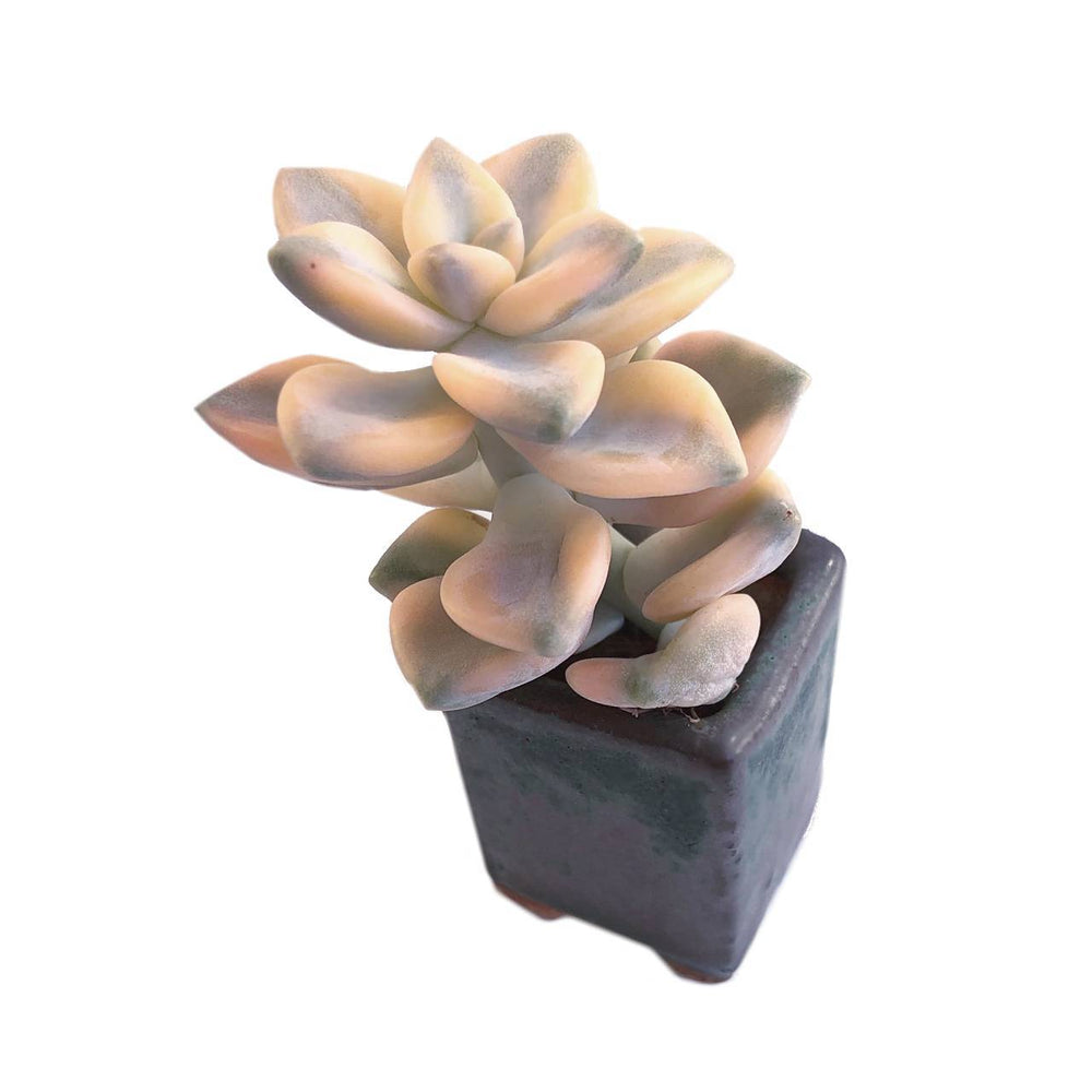 SALE! Graptoveria Titubans
