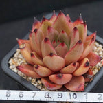 PRESALE Echeveria Agavoides Ebony, (Random)