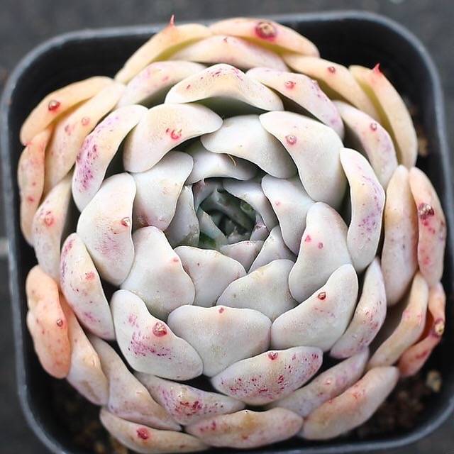 PRESALE Echeveria Helena