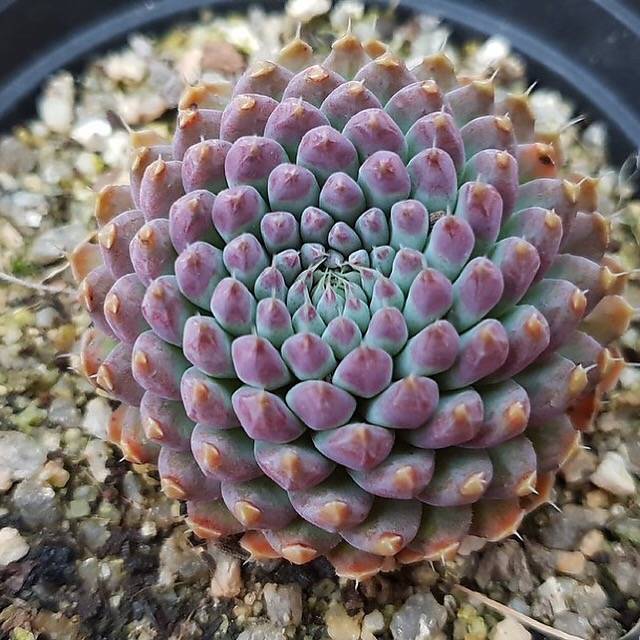 PRESALE Echeveria Sp, (Random)