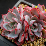 PRESALE Echeveria Hera, (Random)