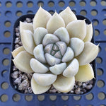 FLASH SALE! PRESALE Echeveria Tolimanesis, (Random)