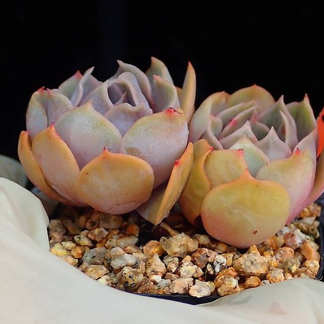 PRESALE Echeveria Keys, (Random)