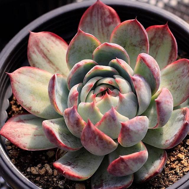 Echeveria Agavoides Casio, Huge, (Video) – Cedar Creek Farmhouse