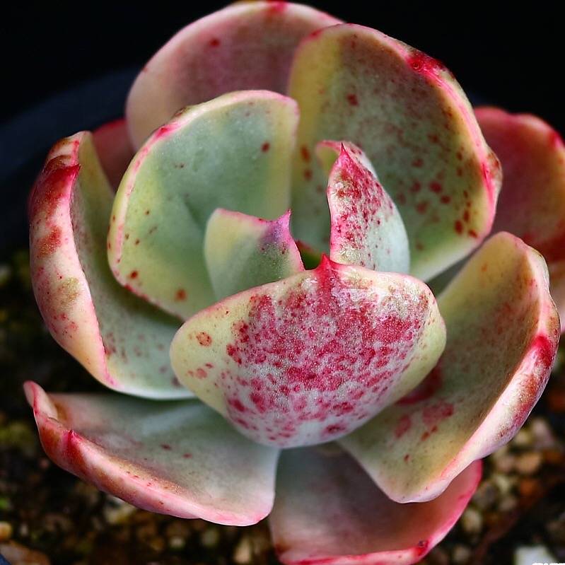 PRESALE Echeveria Angpang, (Random)