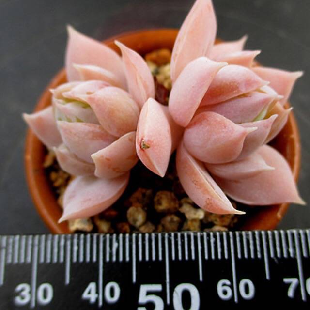 PRESALE Sedum Suaveolens, (Not So Random)