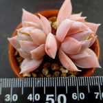 PRESALE Sedum Suaveolens, (Not So Random)