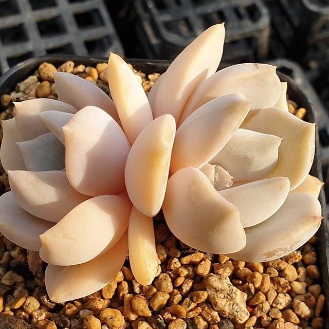 MOTHER'S DAY WEEKEND FLASH SALE! PRESALE Echeveria Tiramisu, (Random)