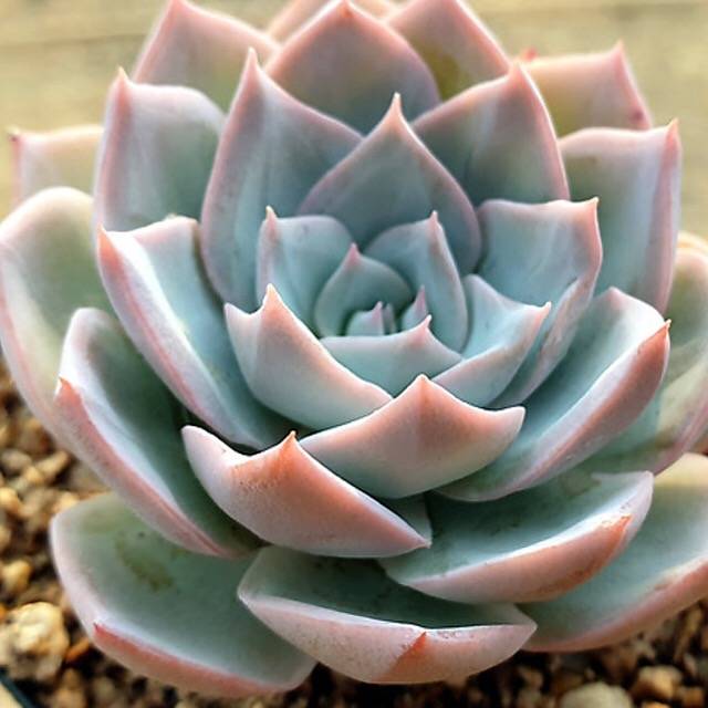 SPECIAL! JUST CART!! PRESALE Echeveria 'Grand Blue,' (Not So Random)