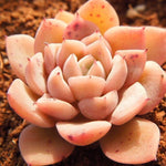 PRESALE Echeveria Zaragosa Hybrid, (Not so Random)