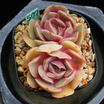 PRESALE Echeveria Keys, (Random)