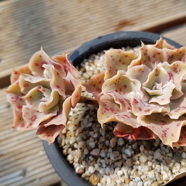 PRESALE Echeveria Peacockii Sp., (Not so Random)