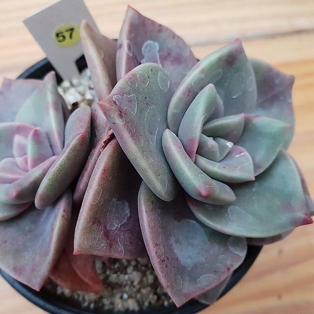 PRESALE Echeveria Bainesii, Double (Random)