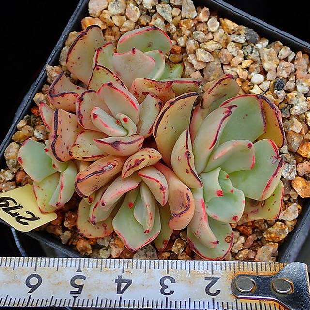 PRESALE Echeveria Strictiflora v Nova, (Random)