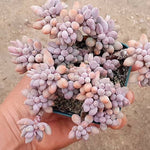 PRESALE Pachyphytum Machucae, (Not so Random)