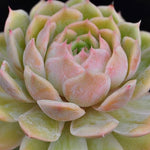 Echeveria Onlow, (Random)