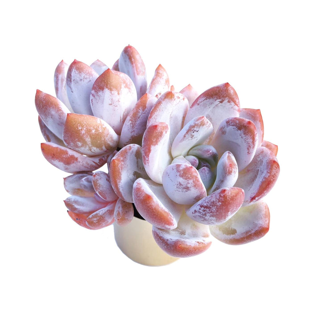 Echeveria Orange Monroe, Triple