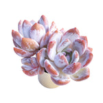 Echeveria Orange Monroe, Triple