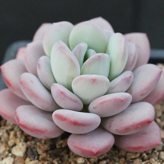 FLASH SALE! PRESALE Echeveria Ice Cream, (Random)