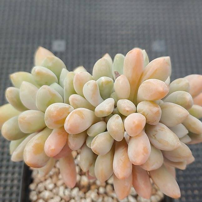 SPECIAL!! JUST CART! PRESALE Echeveria Cremneria 'Expatriata' f.cristata, (Not So Random)