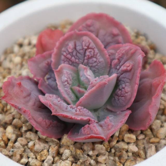 PRESALE Echeveria Linguaas, (Random)