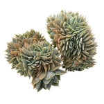 Sedum Suaveolens, Cristata, (Random)