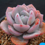 PRESALE Echeveria Cream Tea, (Random)