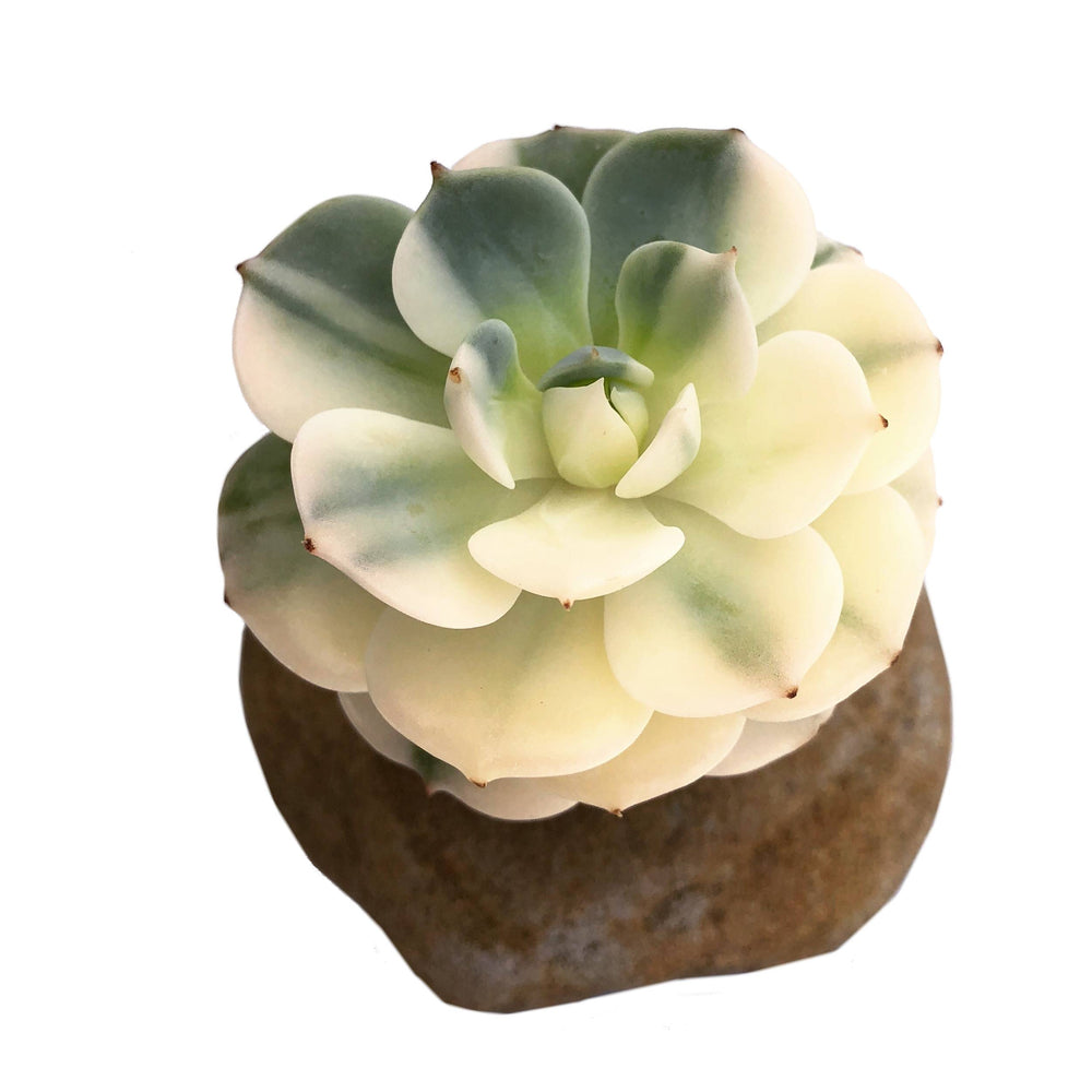 Echeveria Bluette, Variegata