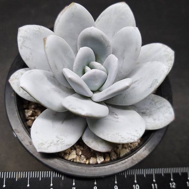 PRESALE Echeveria Lauii, (Random)