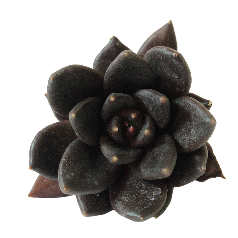 (RESERVED) Echeveria Black Knight Hybrid