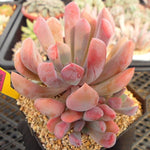 Echeveria Cupid, (Cluster)