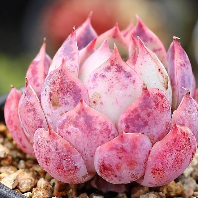 PRESALE Echeveria Helena Sp.