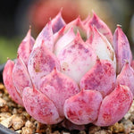 PRESALE Echeveria Helena Sp.