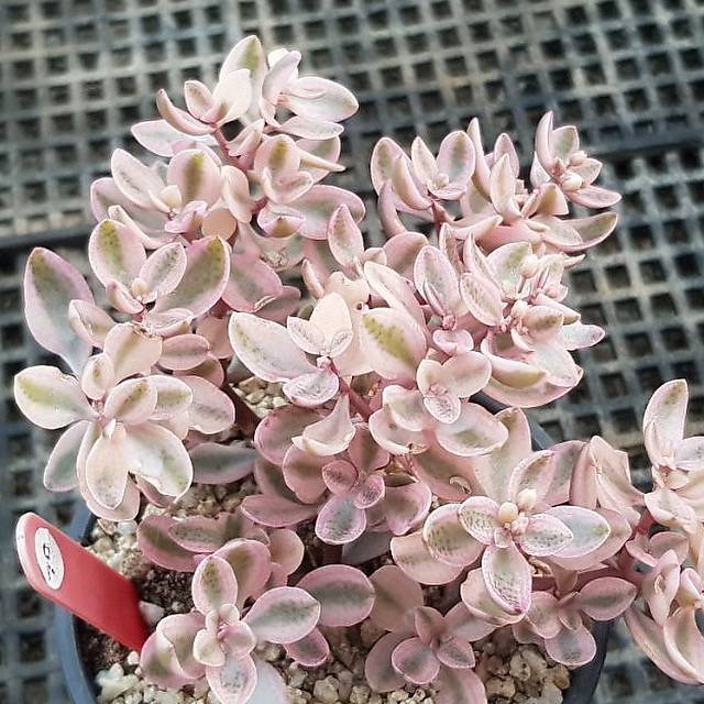 Crassula Volkensii, Variegata