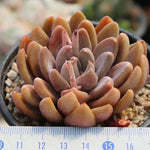 PRESALE Echeveria Sugar Jelly, (Random)