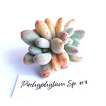 Pachyphytum Sp. #11