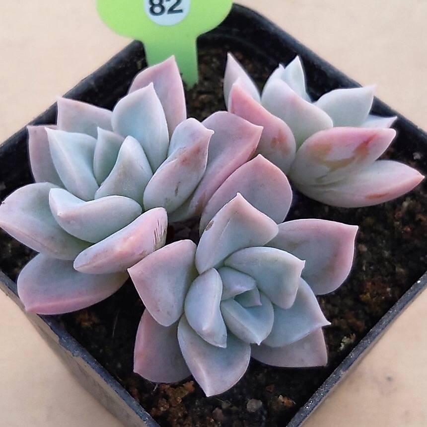 harry watson succulent Graptoveria Harry Watson, Triple, (Not so Random)