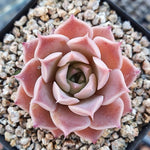 Sale! Echeveria 'Colina'