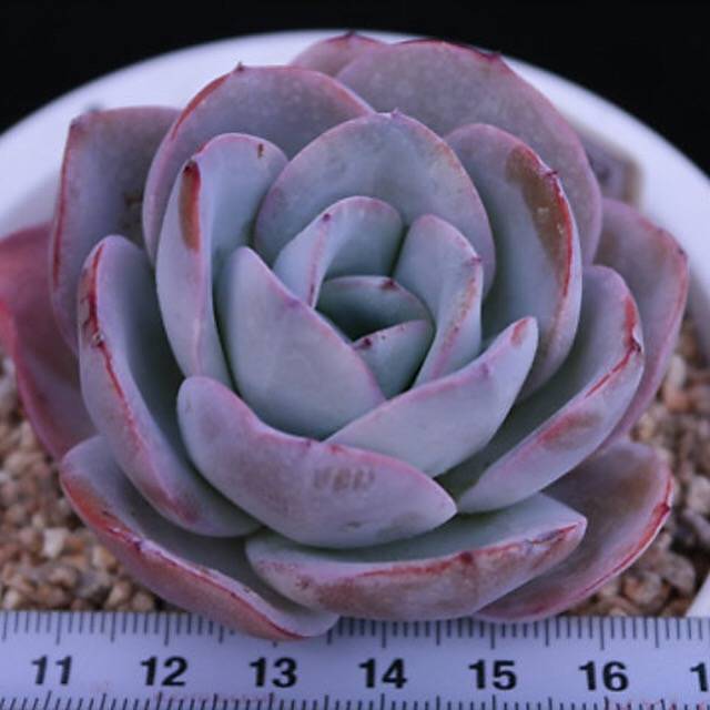 PRESALE Echeveria Brinks Blue, (Random)