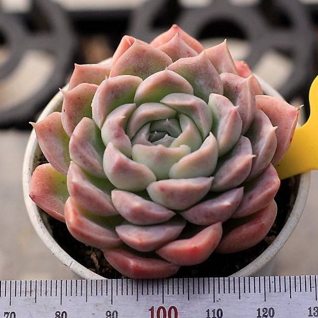 Echeveria Hughmillus Hybrid