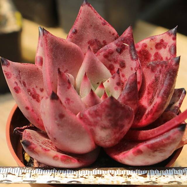 PRESALE Echeveria Agavoides Ebony Sp., (Not So Random)