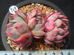 PRESALE Echeveria Bradburiana, (Not so Random)