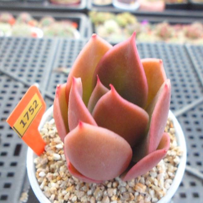 JUST CART!!!   PRESALE Echeveria HAKUHOU Hybrid, (Random)