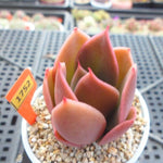 JUST CART!!!   PRESALE Echeveria HAKUHOU Hybrid, (Random)